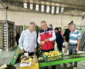 hatayda limon ihracatina denetim FStOcFRz.jpg